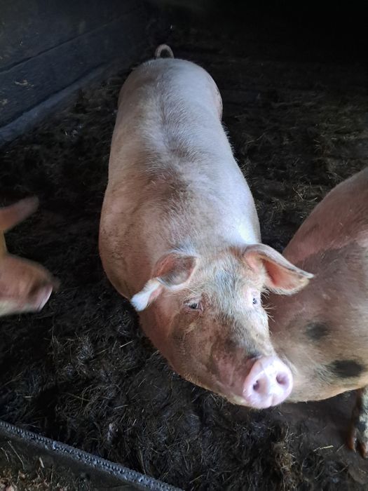 Sprzedam świnie 12 zl