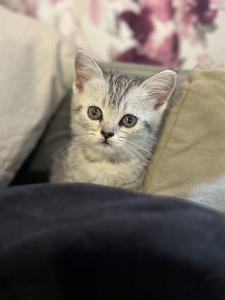 Кошенята шотландські Скотіш страйт