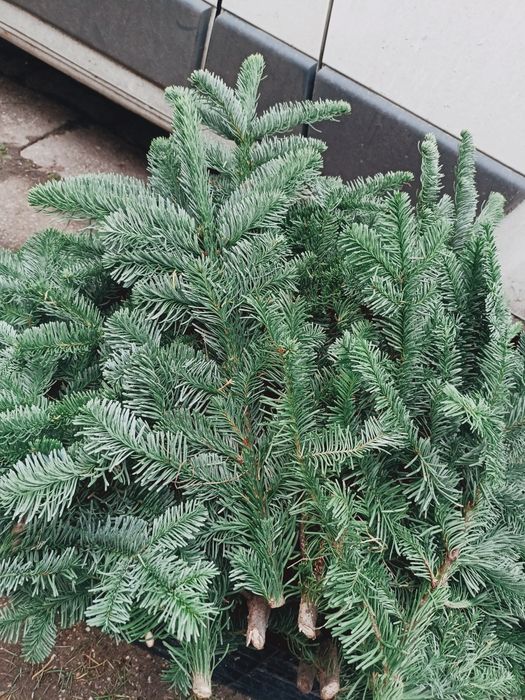 Jodła Nobilis wysyłka