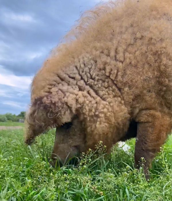 Мангалиця, свиноматка