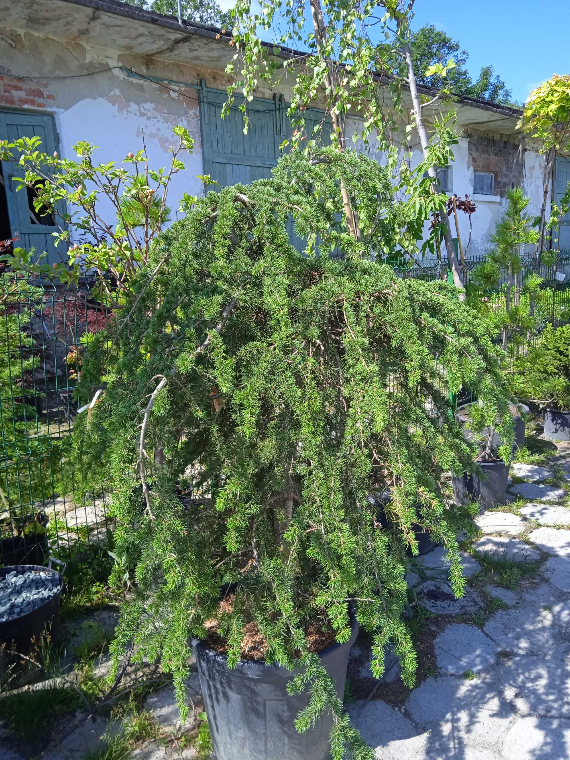 Cedr himalajski 'Inversa Pendula'