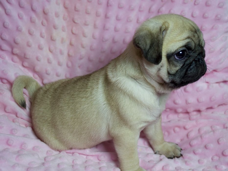 Чудо Веселі Мопсики