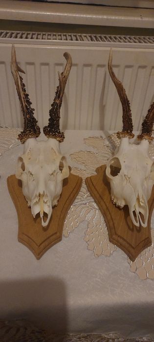 Poroża  kozioł sarna