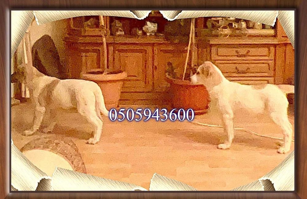 цуценя віддам щенка дівчата крупні щеплені