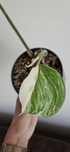 Sprzedam sadzonke  monstera