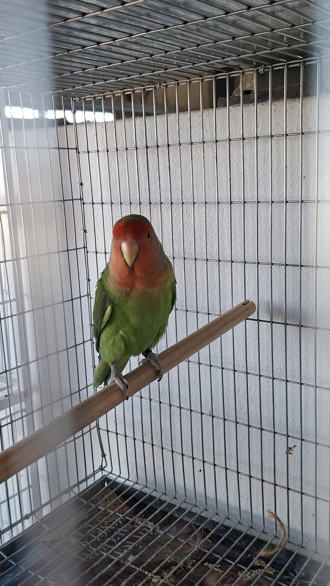 Macho longfeather