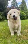 Golden Retriever FCI