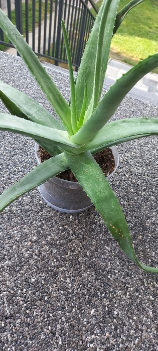 Kwiat doniczkowy Aloes duży zdrowy