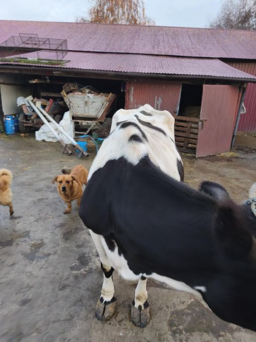 Starsza Krowa mleczna do poprawy