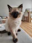 Ragdoll seal colorpoint
