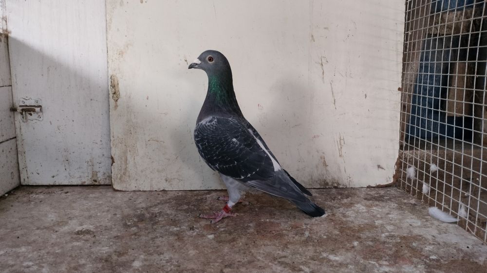Gołębie pocztowe z rozpłodu
