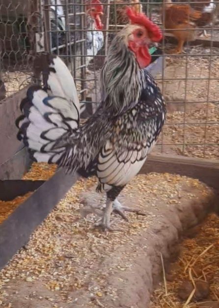 Macho sebright prata adulto