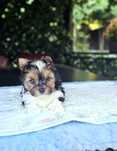 Yorkshire Terrier Biewer piesek ślicznie umaszczenie, york samczyk