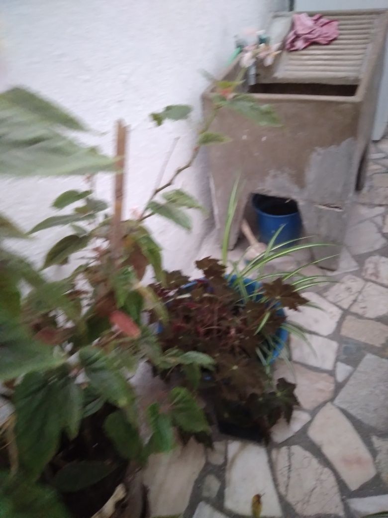 Plantas de interior e de jardim