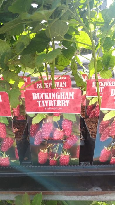 Sadzonki, krzewy MALIN i Malinojeżyn