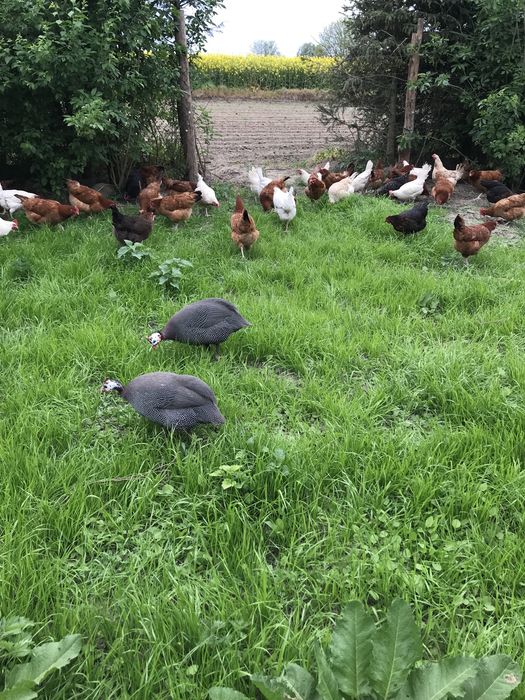 Jajka wiejskie ekologiczne