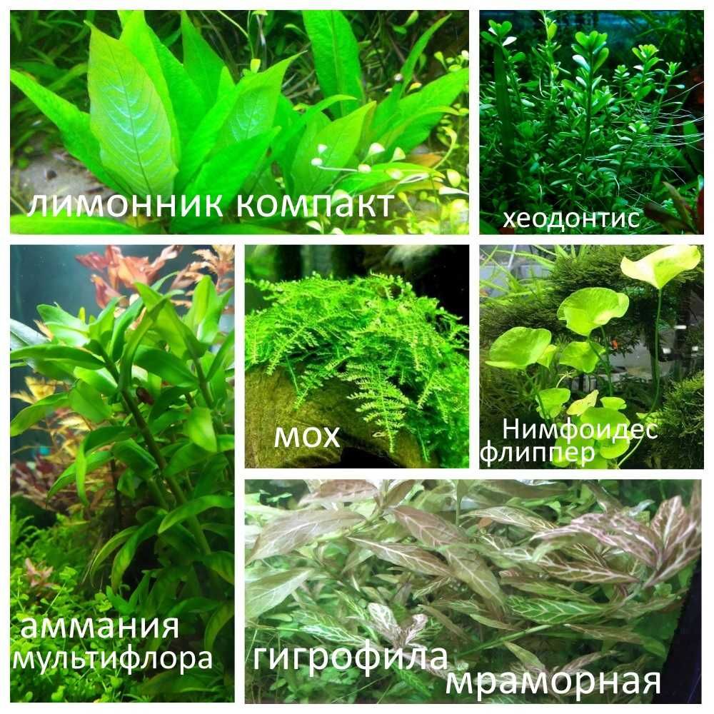 Аквариумные растения(Анубиас ,криптокорина ,буцефаландры.мох)