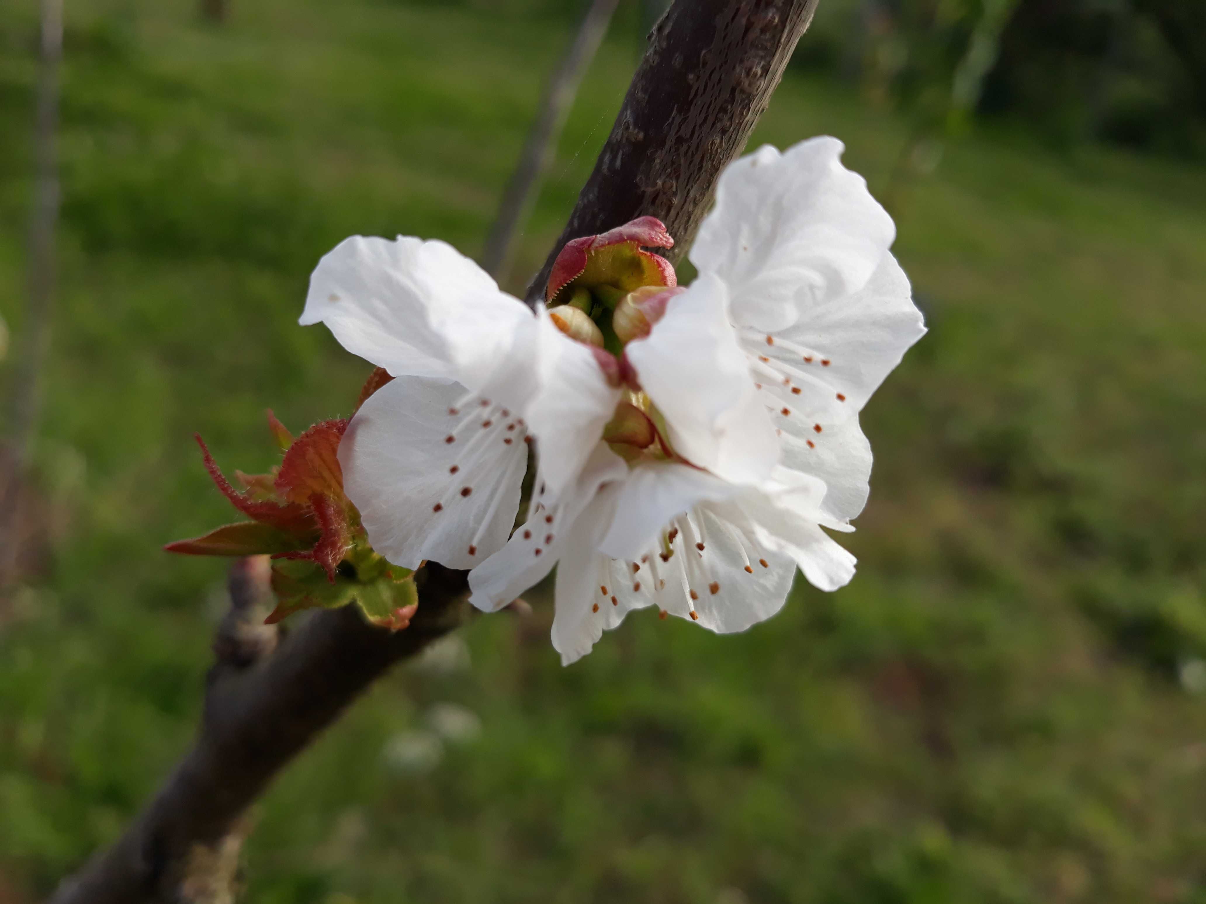 Árvores de fruto