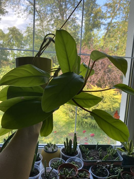 Філодендрон лайм