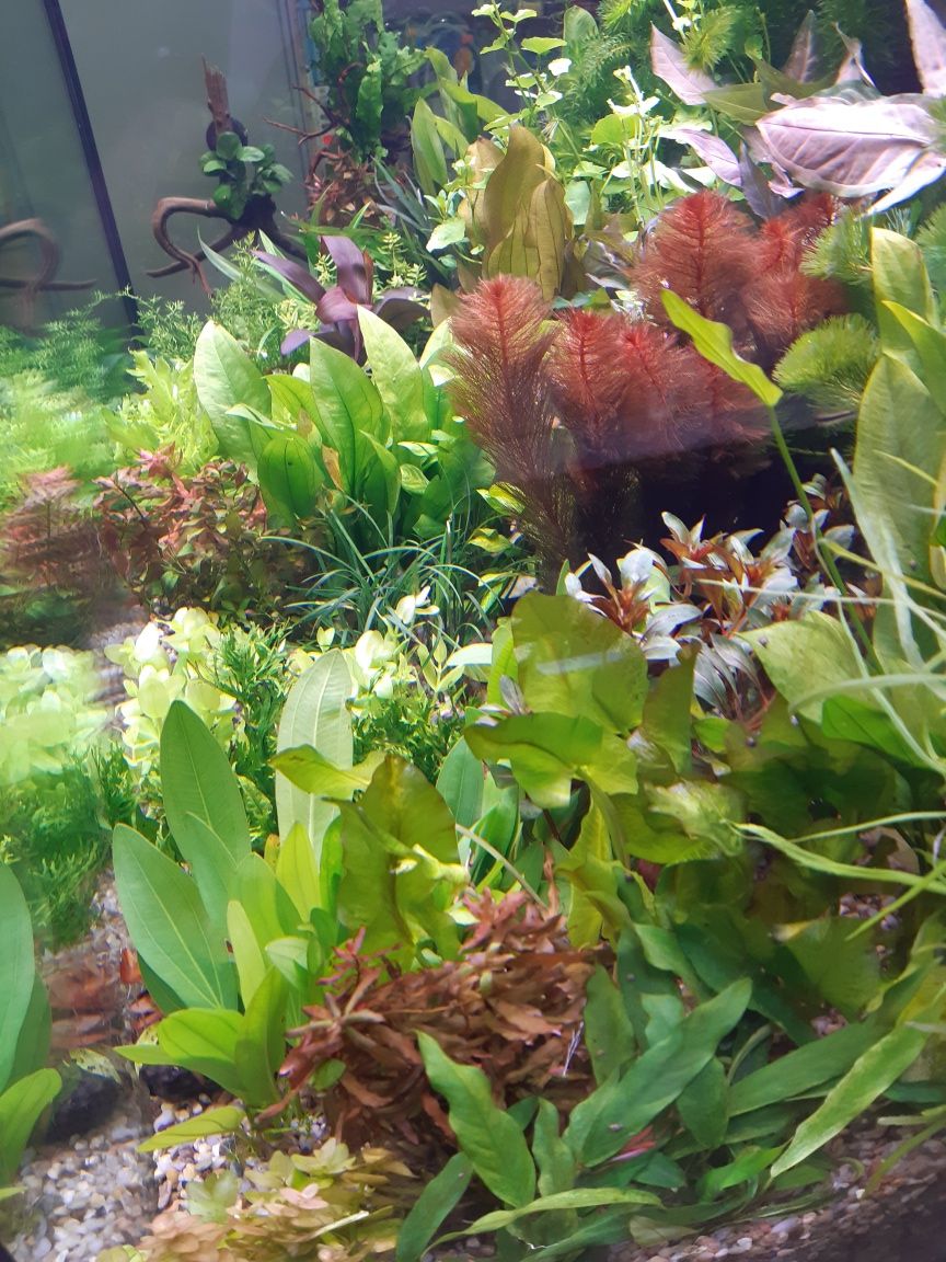 Echinodorus Amazonicus (żabienica amazońska)