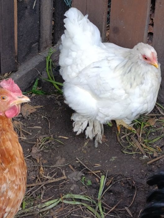 Para Kochina Miniaturowego