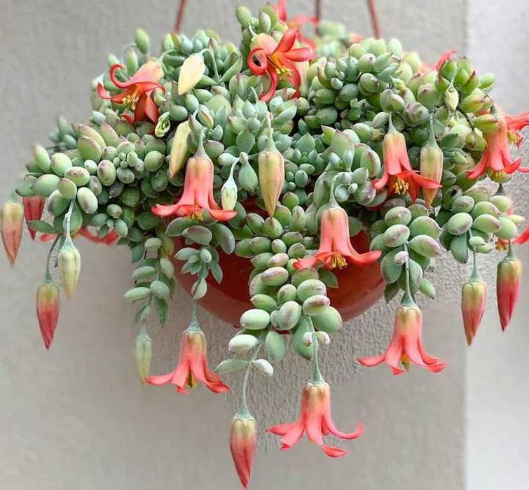 Cotyledon pendens, planta suculenta