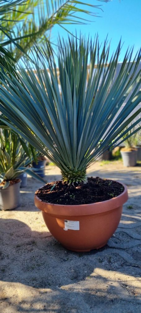 Palma daktylowiec kanaryjski ,jucca gloriosa variegata, jucca filifera
