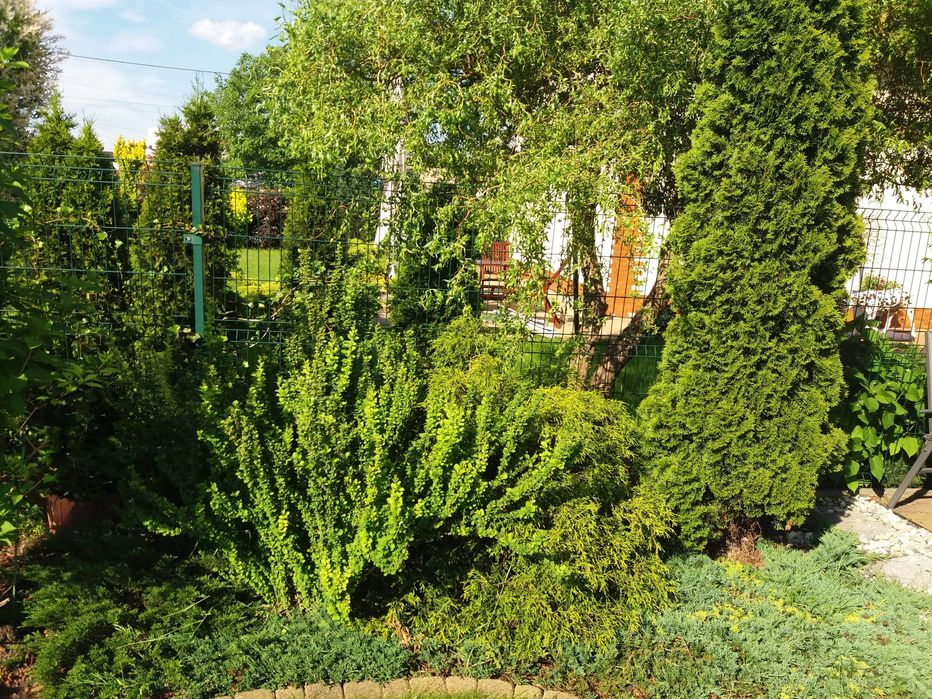 Sprzątanie działek