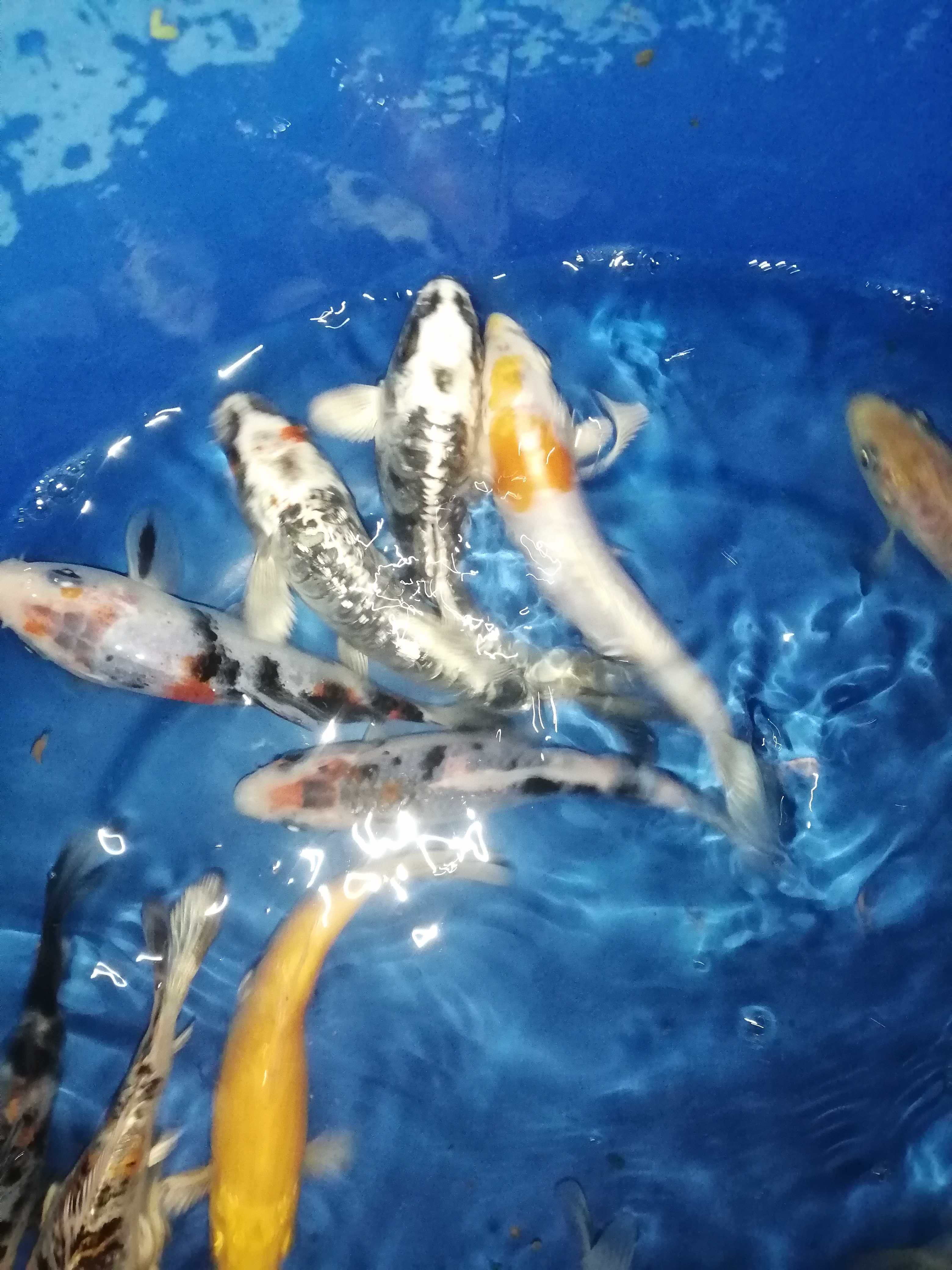 Carpas koi 12 a 14cm