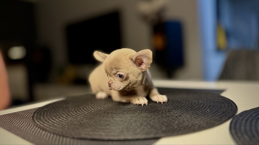 LILIOWY przepiękny piesek chihuahua XXS