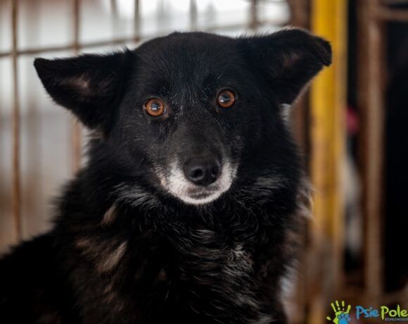 Młoda sunia FAJERWERKA szuka domku!