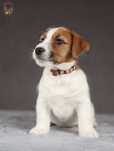 Jack Russell Terrier ZKwP FCi piękny piesek po CH.PL