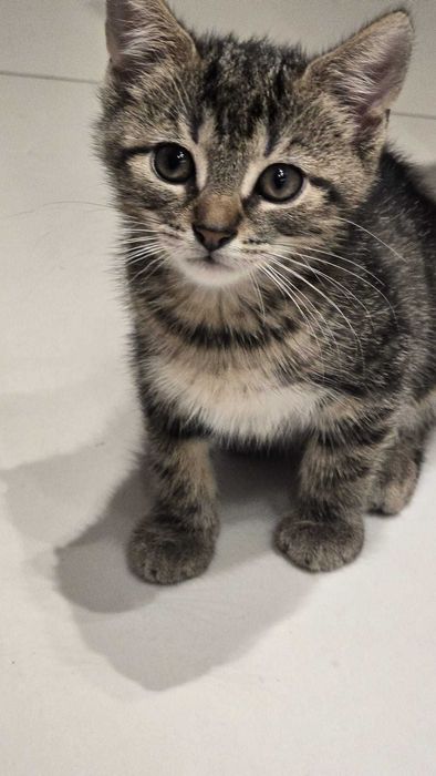 Zoltan kot kocurek adopcja schronisko