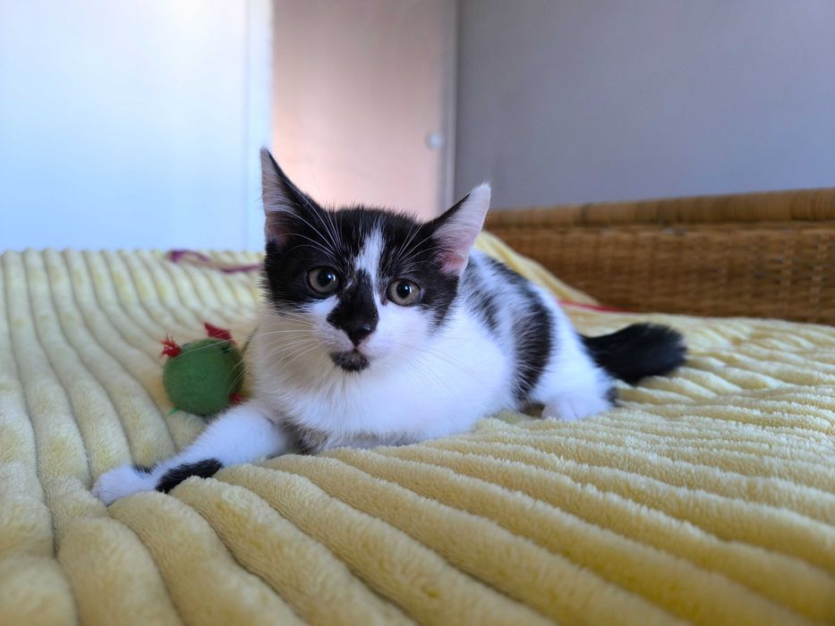 Kociątko Michalina do adopcji