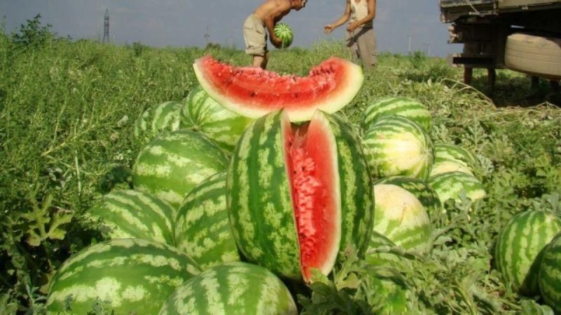 Продам сочные арбузы
