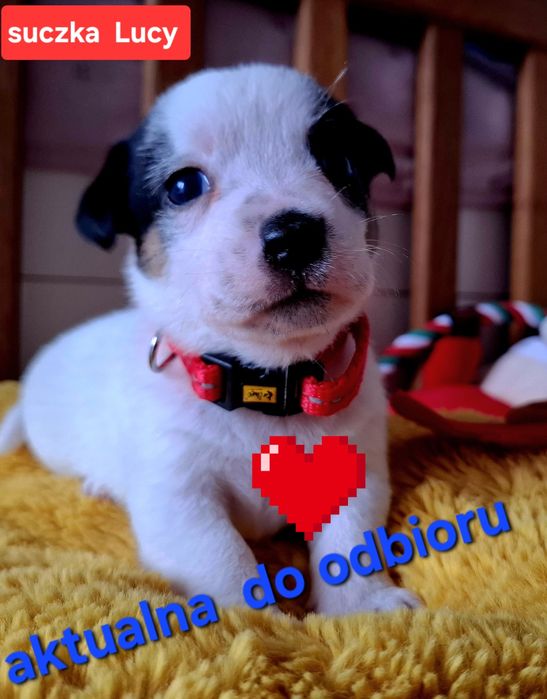 Malutka Sisi Jack JUŻ DO ODBIORU tata FCI RODZICEw  hodowli