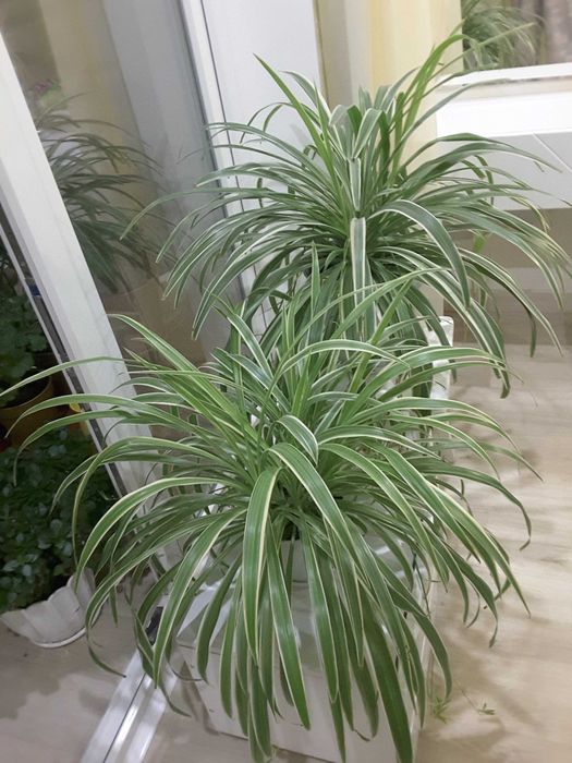 БОЛЬШИЕ - Пальма, Адениум, Гранат на штамбе, Эхинопсис, Хлорофитумы