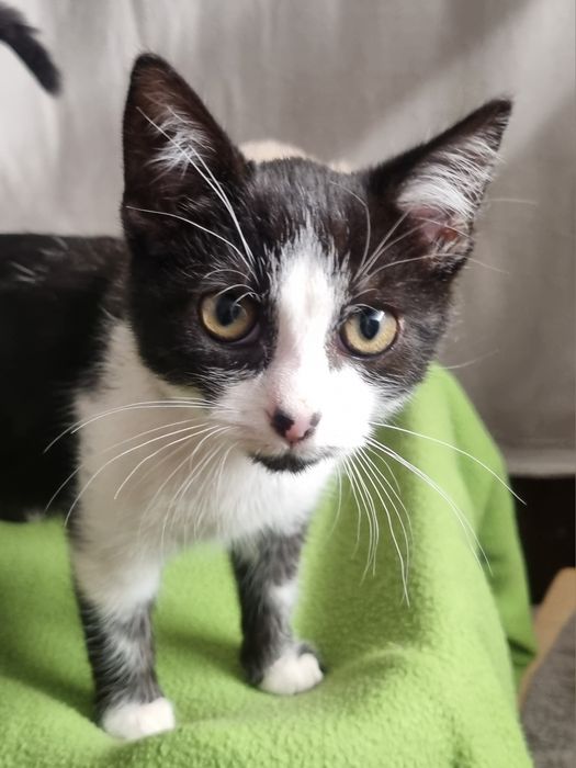 Cudny kocurek Piotruś szuka domu