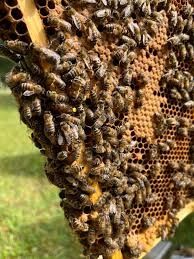 Odklady pszczele Buckfast, Carnica, Włoszka, Elgon, Sklenar, Środk-Eur