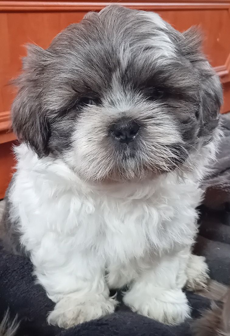Szczeniak Shih-Tzu