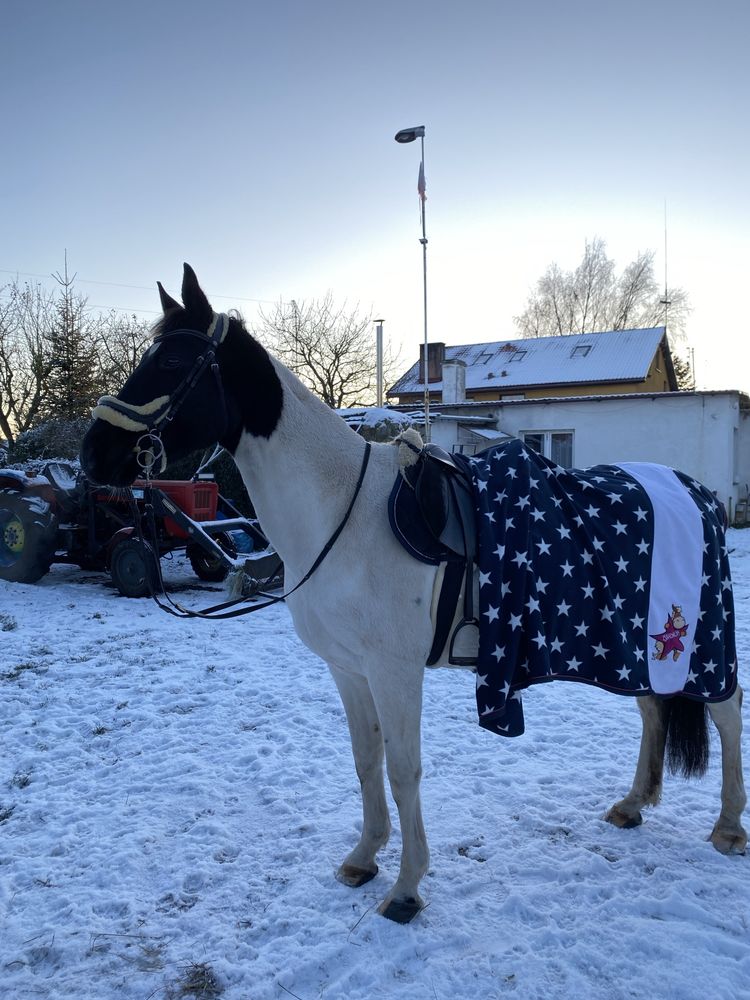 sprzedam bądź wymienię derke eskadrona nici