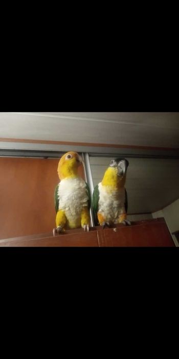 Para papug ręcznie karmionych