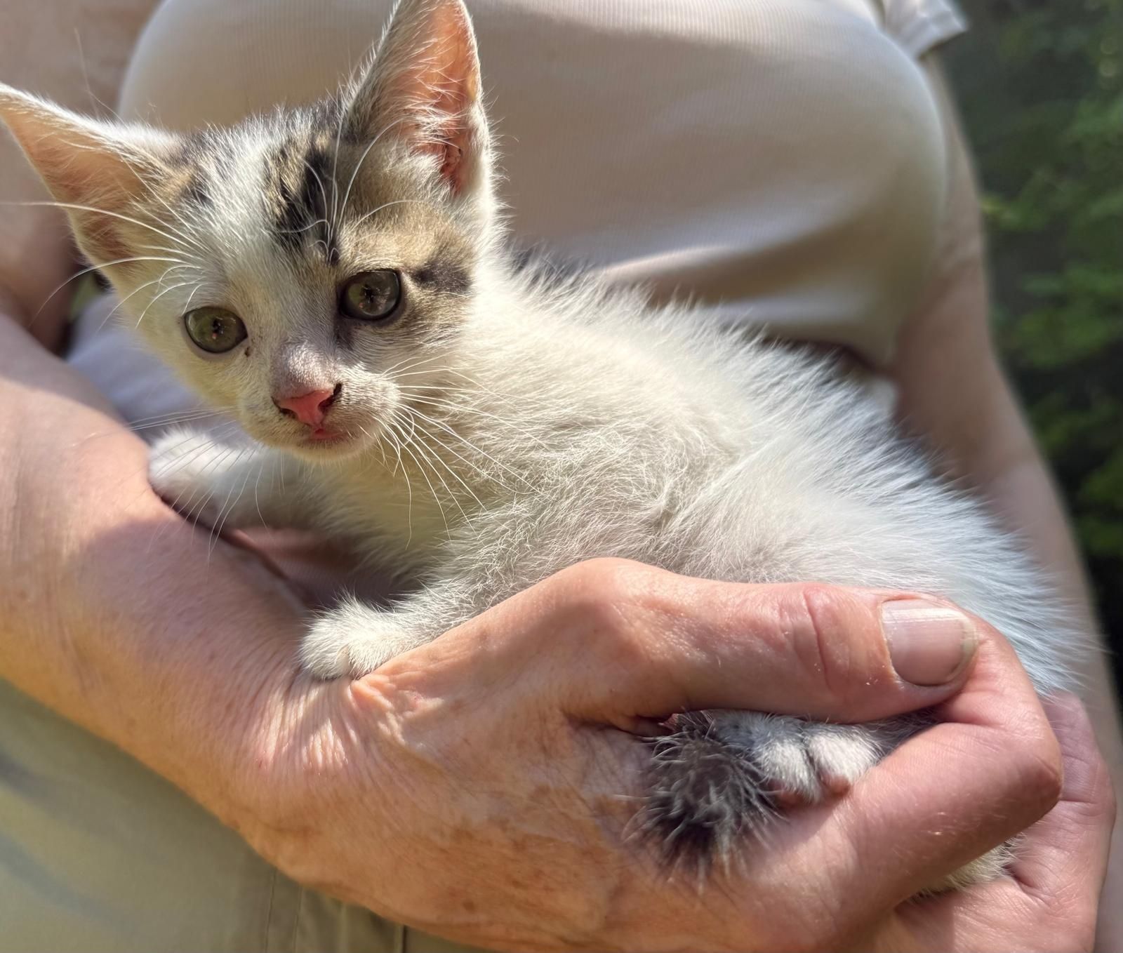 Do adopcji kocie dziecko