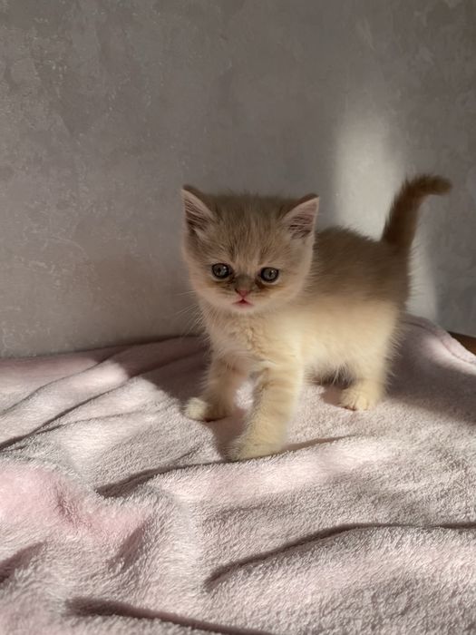 Британські кошеня