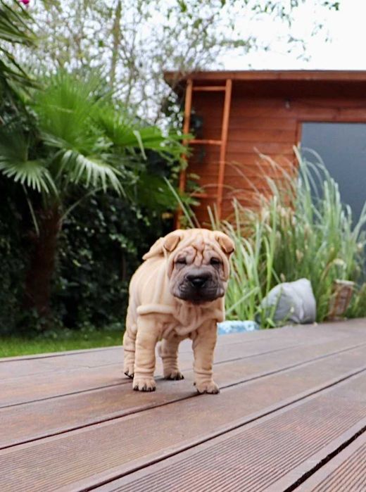 Shar pei szczenię z rodowodem ZKWP FCI