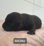 Staffordshire bull Terrier -Staffik-Suczka Czarna