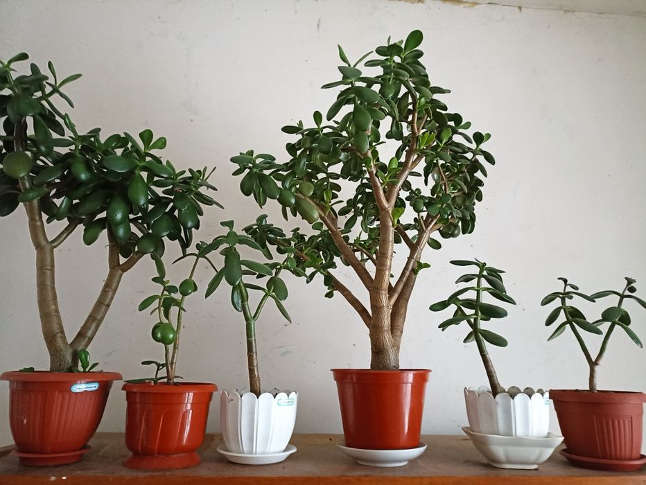 Продам вазон Грошове дерево