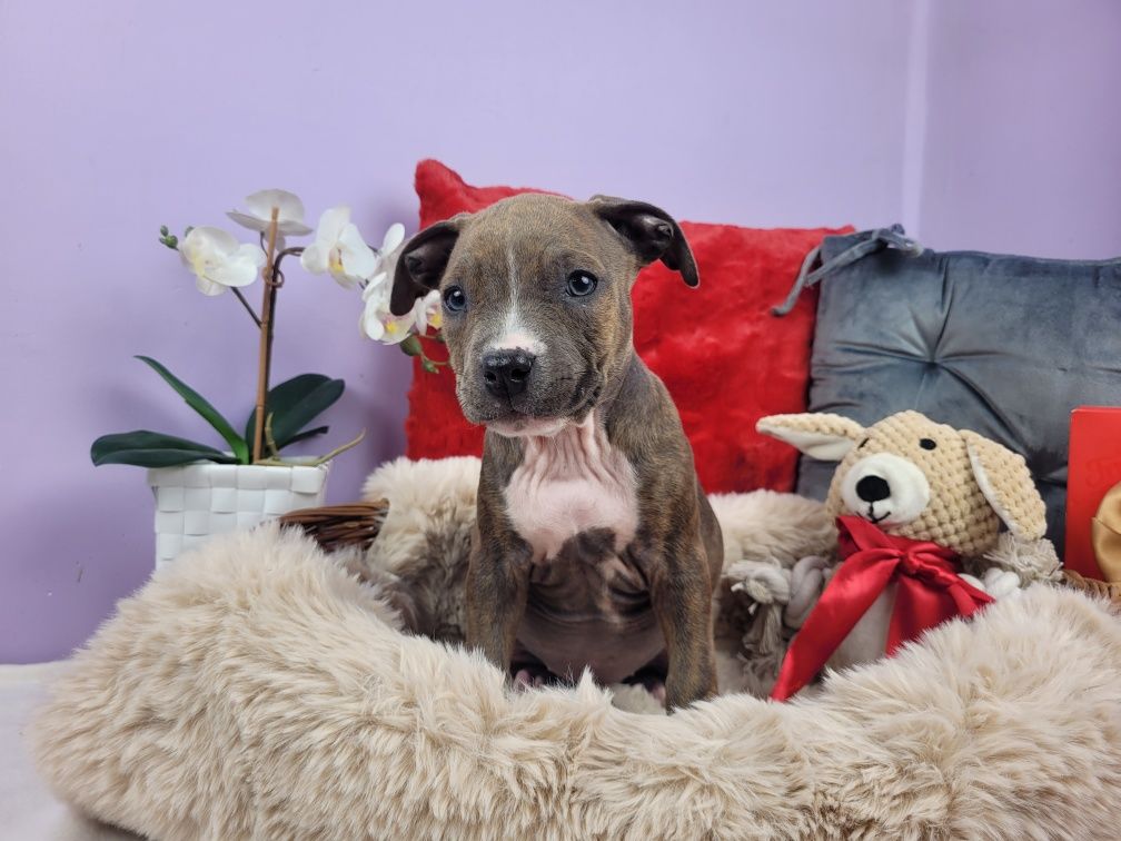 Rodzinna suczka amstaff!