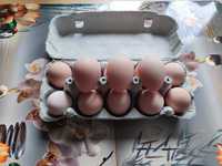 Sprzedam jaja lęgowe perlicze