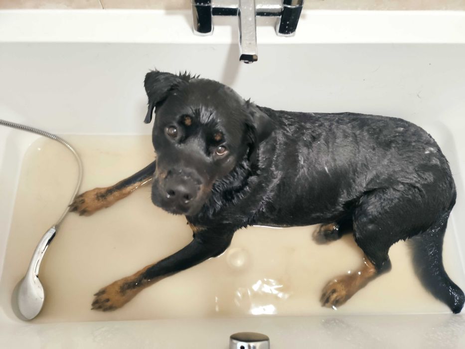 Pet-Boarding. Estadia familiar. Perssitting supervisão todo o dia